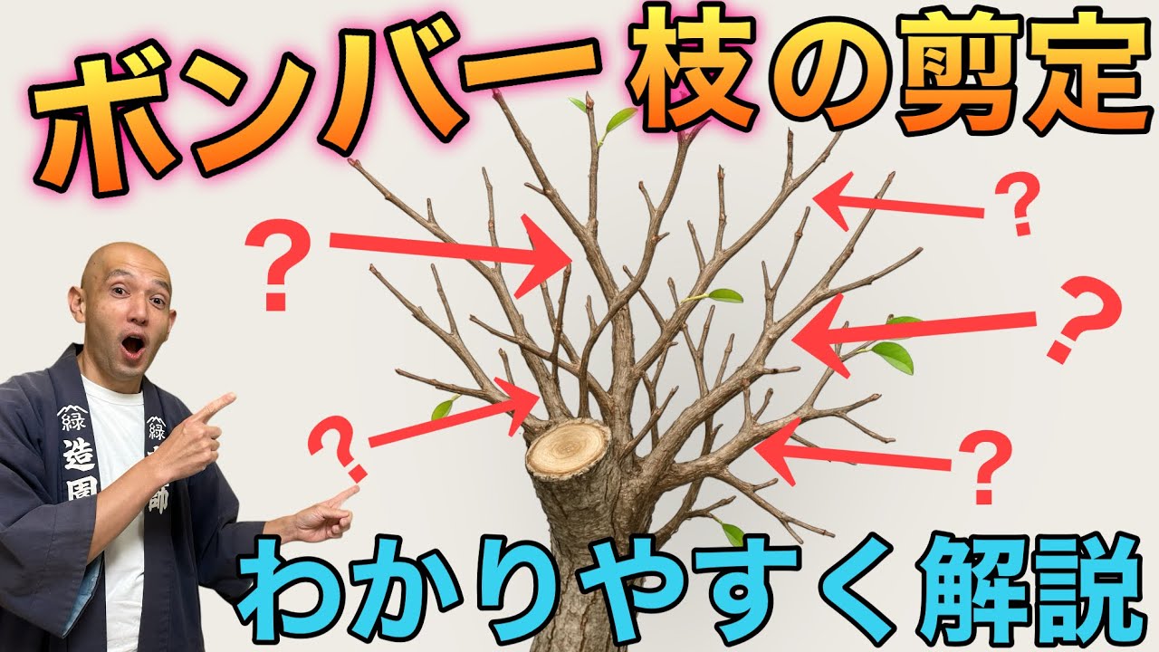 【一番悩むポイント】昨年剪定した切り口から増えた枝の正しい処理方法。自然な樹形に導く剪定のコツをわかりやすく解説します。