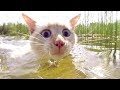 This is SO FUNNY that it's DANGEROUS TO WATCH - The FUNNIEST ANIMAL compilation