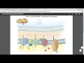 Active Learning Modules Quiz