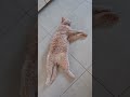 お昼寝 #猫 #cat #猫のいる暮らし #猫動画