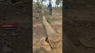 tebang jati sustainable forest #wood #india #brazil #korea