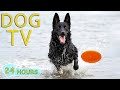 Dog tv best entertainment to keep your pup calm and happy while youre away  music for dogs