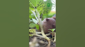 Cách tiêu diệt ôc Sên phá hại rau trồng