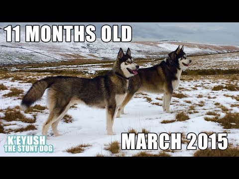 husky-puppy's-first-snow-with-best-friend