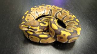 Ball Python Japan Collection 2010 Ghost ♂-2