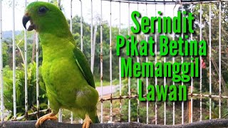 Download lagu Serindit Pikat Betina Memanggil Lawan mp3