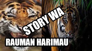 Story wa harimau Sumatera