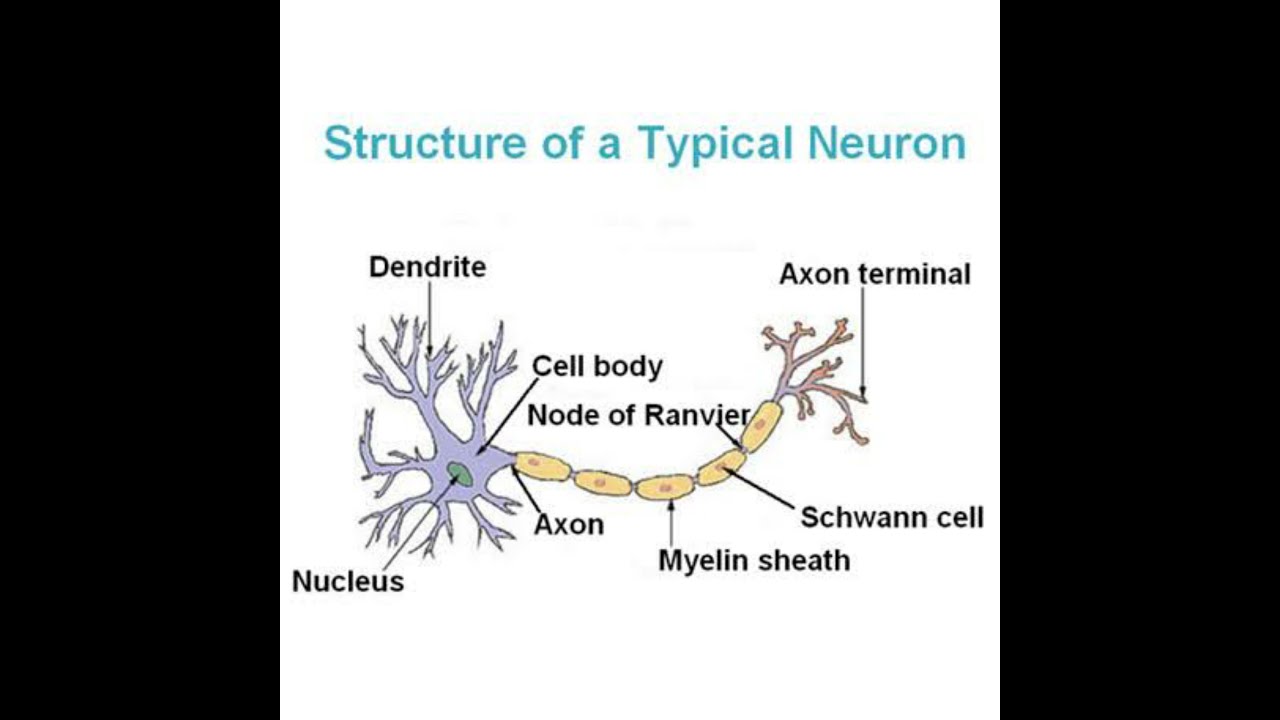 Each cell. Терминаль аксона. Ml neuron. Node Terminal. Dendrites перевод.