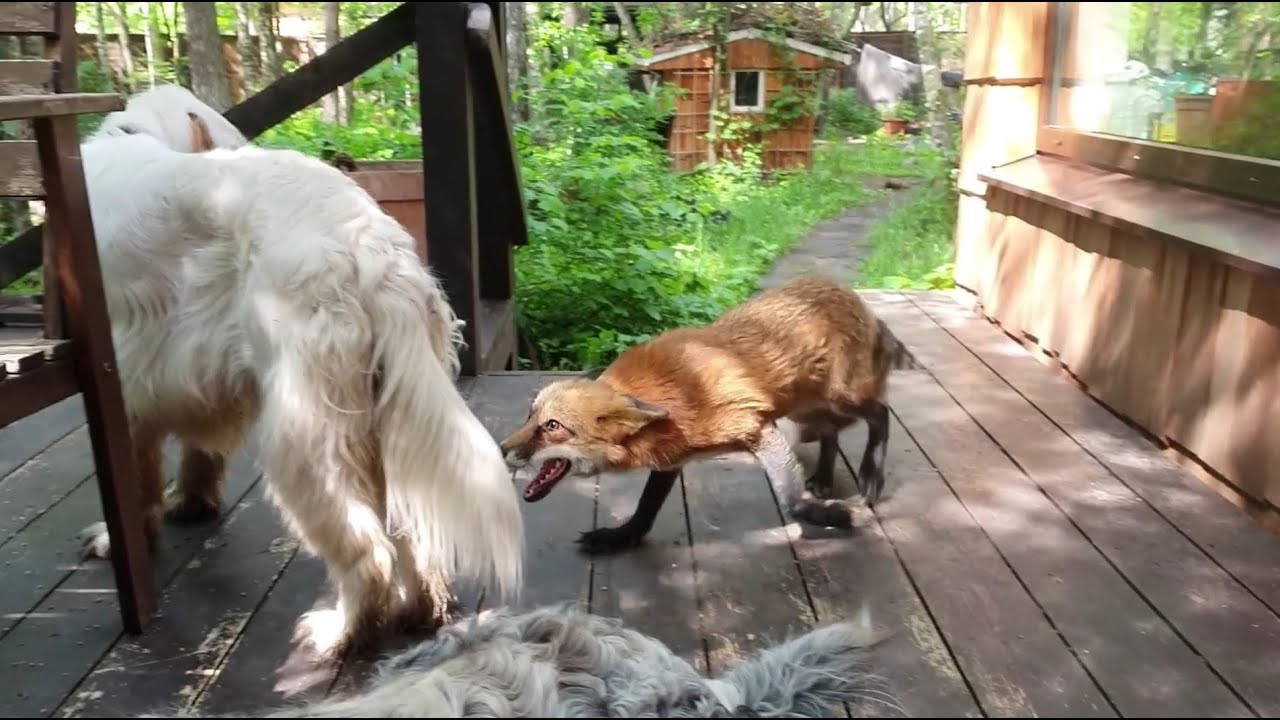 Ли Сяо / Alice the Fox Лиса Алиса (Когда речь заходит о еде, то собак ...