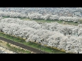 Annamo all'Hanami - Vivi Giappone