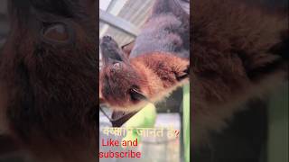 😱 दुनिया का सबसे बड़ा चमगादड़ | Flying Fox Fact #flyingfox#batfacts#animalfacts#hindifacts