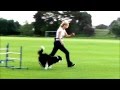 Dog Agility Beginners Class Dog Agility Beginners Class