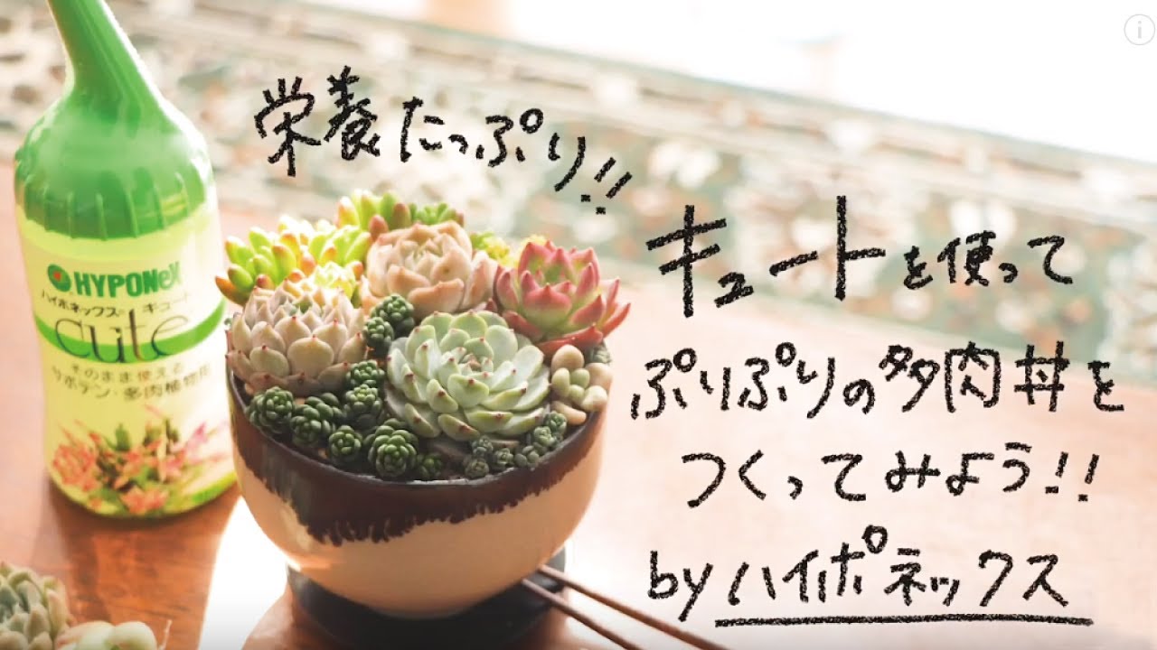 多肉植物の育て方 かわいらしい形が人気 初めての方におすすめ 多肉植物の基本と栽培方法 植物とあなたをつなぐplantia