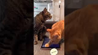 猫が夢中になるおもちゃ〜Cat toys〜ゲームする screenshot 3