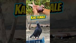 🕊️💖 kaki female ah jack male kooda pair panniyachu #karnapura #pigeon
