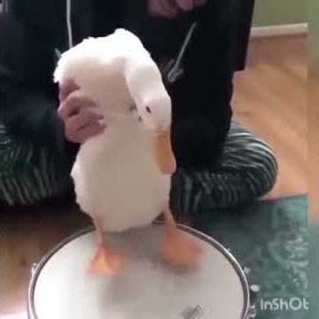 Duck Drummer