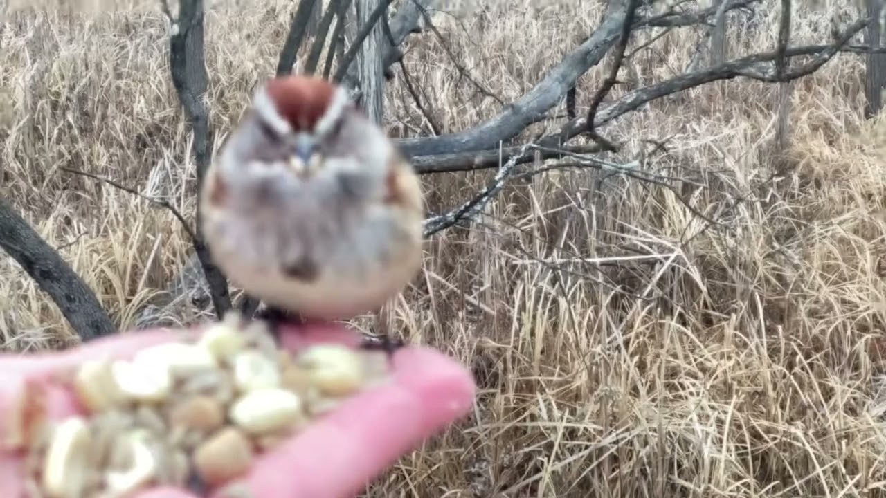 Hand-feeding Birds in Slow Mo - American Tree Sparrow