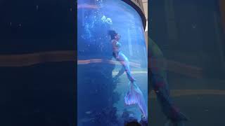 Mermaid Struggles For Air As Tail Catches In Aquarium