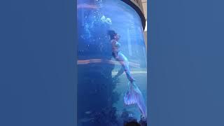 Mermaid Struggles For Air as Tail Catches in Aquarium