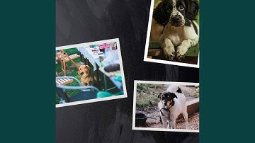 Tremendous Moods for Lazy Puppy Afternoons