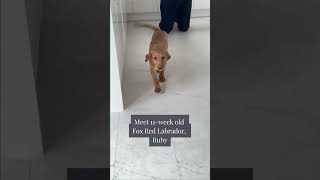 Meet 11-week-old Fox Red Labrador, Ruby