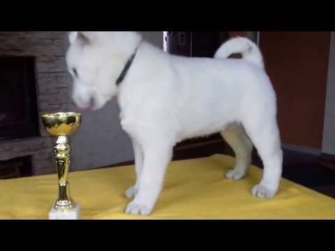 KISHU INU