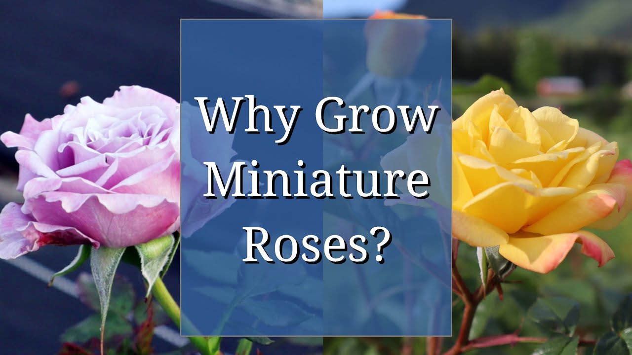 Why Grow Miniature Roses? YouTube