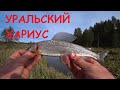 РЫБАЛКА НА ХАРИУСА. УРАЛЬСКИЙ ХАРИУС НА МАЛОЙ РЕКЕ. РЫБАЛКА НА СПИННИНГ И УДОЧКУ В УРАЛЬСКОЙ ГЛУШИ.