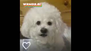 Baha The Dog Livin La Vida Loca Wombo Ai