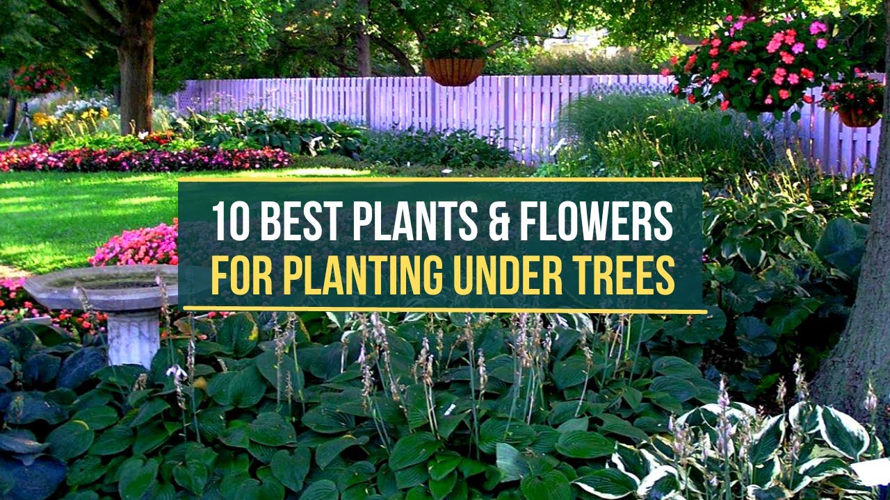 10 Best Plants & Flowers for Planting Under Trees - Tips for Planting