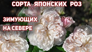 Цветение японских роз, новинки! Японские розы- уникальны, совершенство селекционного искусства!