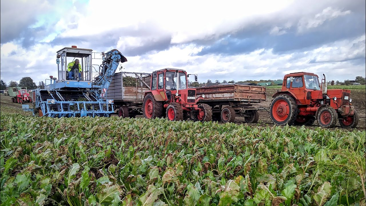 Rübenernte im Komplex mit KC-6, SC1-033, Fortschritt und Belarus