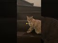 お友だち大作戦 #猫 #赤ちゃん