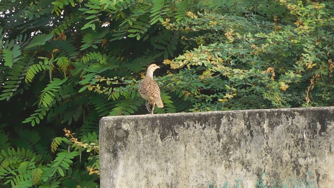 Grey francolin 