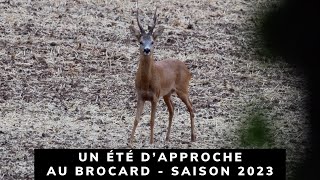 UN ÉTÉ D'APPROCHE AU BROCARD – SAISON 2023