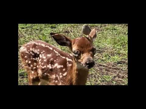 Bird removes ticks from infested deer #wildlife #helpmemakethismakesense #picturequiz