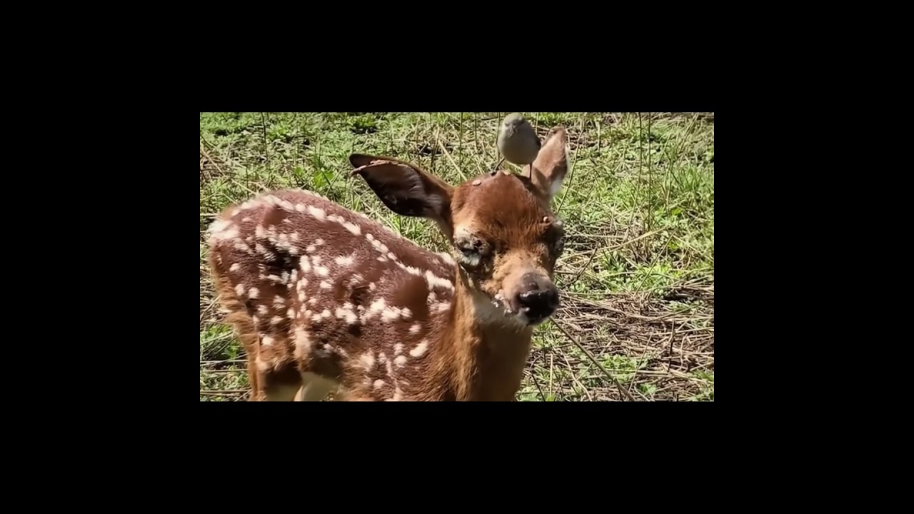Bird removes ticks from infested deer 