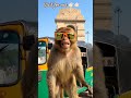 phuch gya india gate #trending #shorts #ytshorts #viral