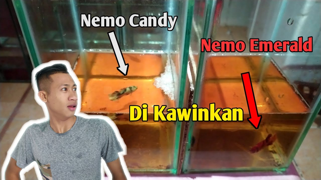 CARA BUDIDAYA IKAN CUPANG 100% BERHASIL 