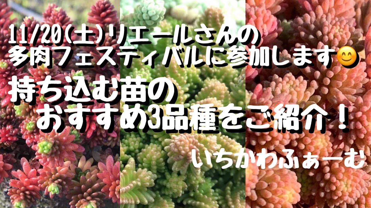おすすめ3品種 - YouTube