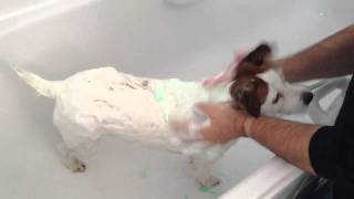 How to wash your dog, cute Amber the Jack Russell.