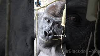 Ennaku konjam kududa #shortsfeed #funny #comedydub #monkey #ytshorts #gorillatag #animalvoiceover