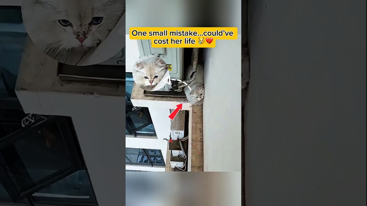 This Cat Was Stuck on the Edge of a 600ft Building💔😥