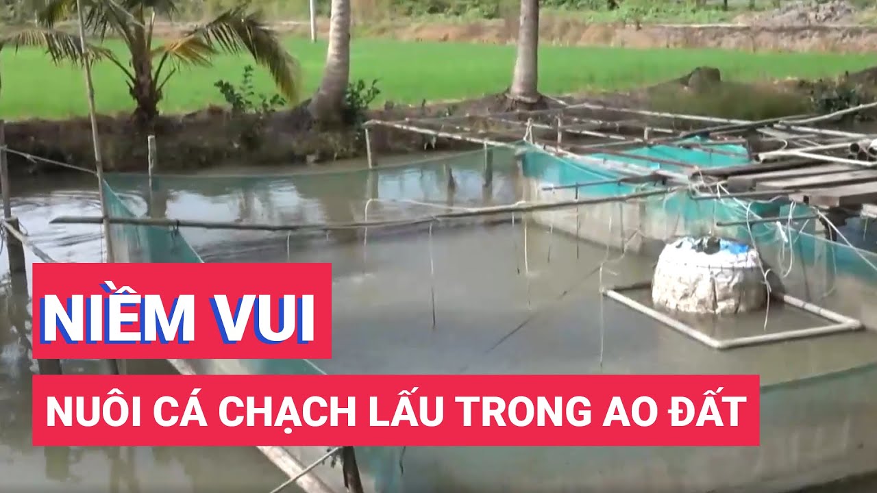 Nuôi cá chạch lấu trong ao đất đem lại niềm vui cho người dân Kiên Giang