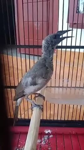 Koak kaok lombok / Cucak timor gacor #burung #koak