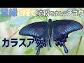 カラスアゲハGETしました〜【採集・解説・標本】