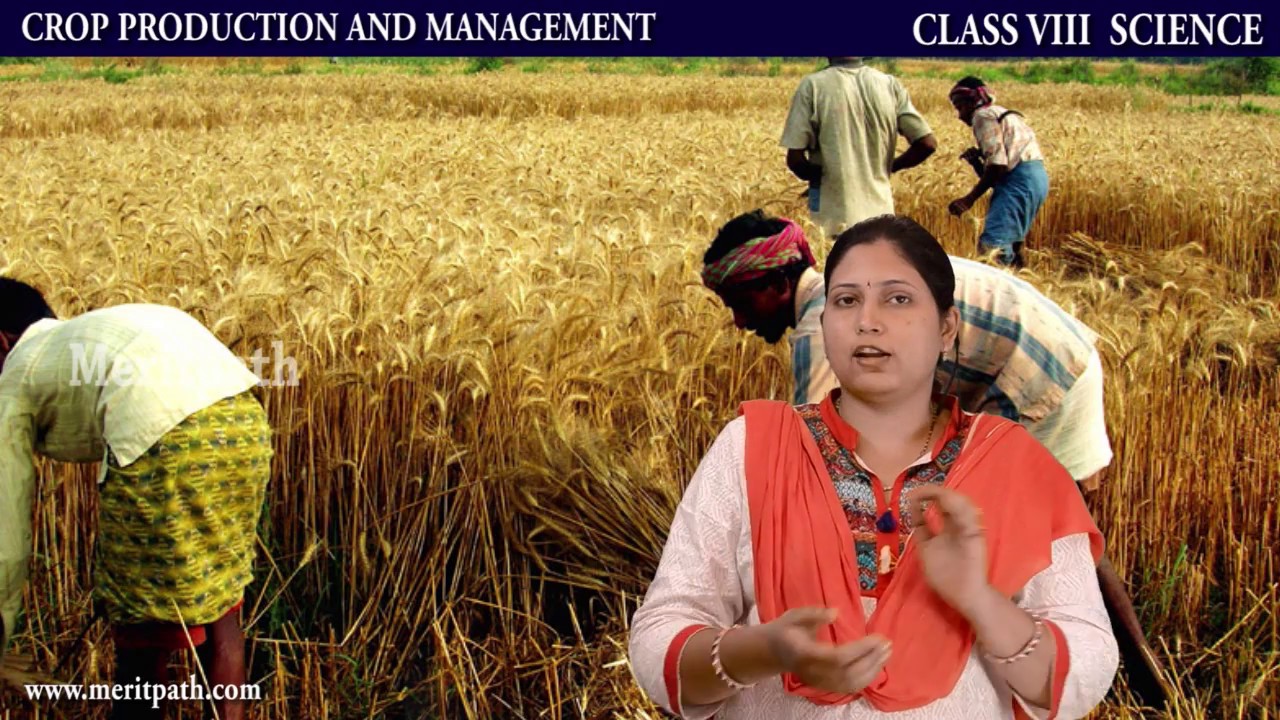 CBSE Class VIII Science Introduction To Crop Production And Management Cbse class viii science introduction to crop production and management