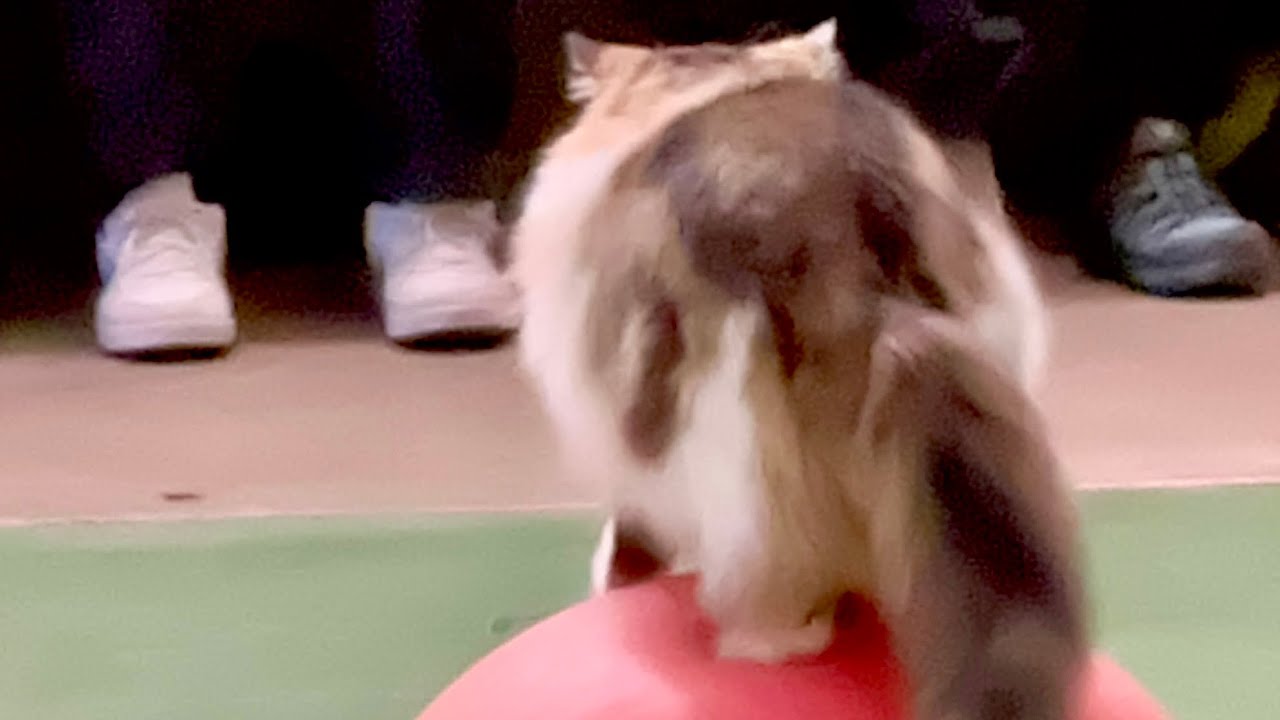 木彫りの猫 玉乗り猫 39cm 【公式通販】