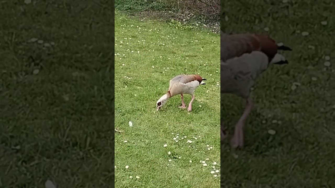 Wildgans mit beiden Beinen auf der Wiese / Wild goose with both legs on the meadow