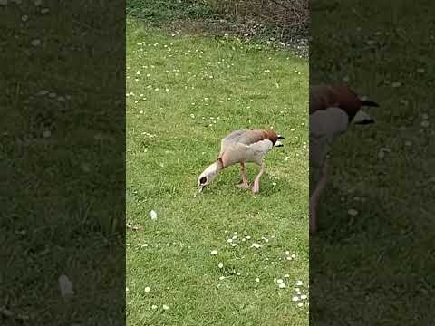 Wildgans mit beiden Beinen auf der Wiese / Wild goose with both legs on the meadow